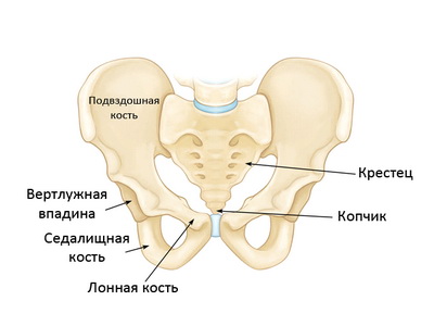 Где Находится Подвздошная Кость У Человека Фото